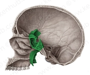 Os Sphenoidale Özellikleri ve Faydaları Nelerdir? Os Sphenoidale Özellikleri ve Faydaları Nelerdir?