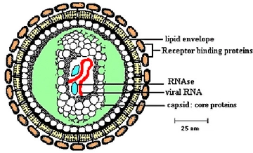 Retrovirüs Türleri ve Özellikleri Retrovirüs Türleri ve Özellikleri