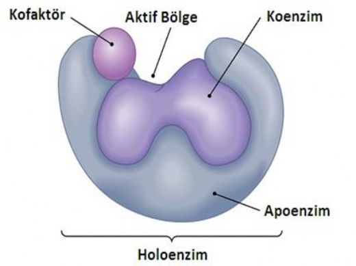 9 Sınıf Biyoloji Enzimler