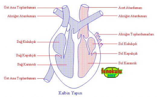 Dolaşım Sisteminin Parçaları