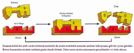 Enzimlerin Özellikleri Nelerdir?