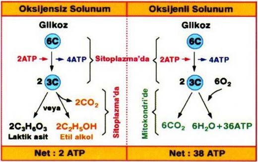 Oksijenli Solunum Yapan Canlılar