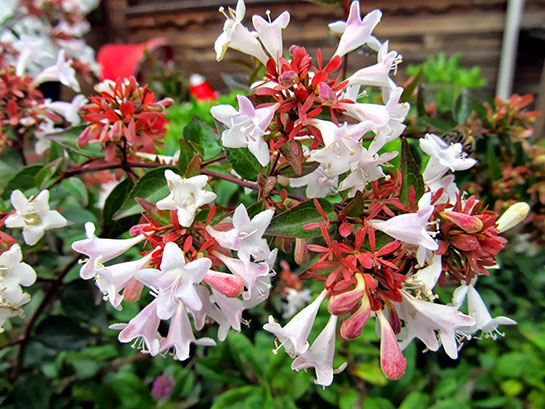 Abelya Kullanımı ve Faydaları Nelerdir?