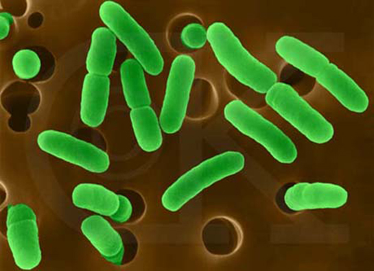 Aerob Bakteriler Türleri ve Özellikleri