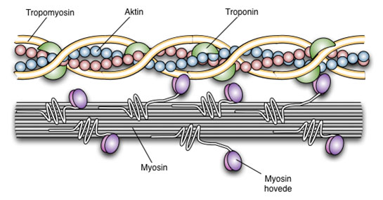 Aktin Özellikleri ve Faydaları Nelerdir?