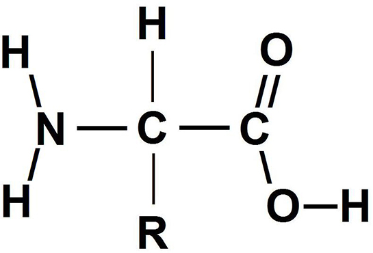 Amino Asit Yapısı ve Özellikleri