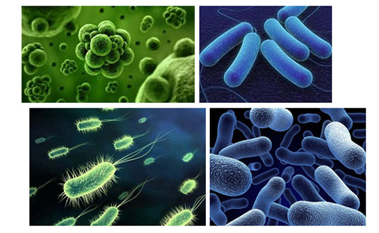 Arkebakteriler Özellikleri ve Faydaları Nelerdir?