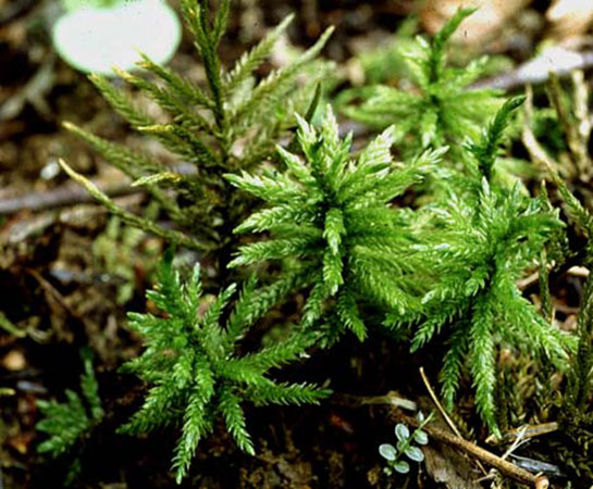 Bitki Fizyolojisi Türleri ve Özellikleri