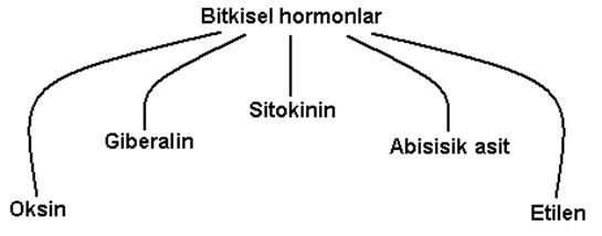 Bitki Hormonları Türleri ve Özellikleri
