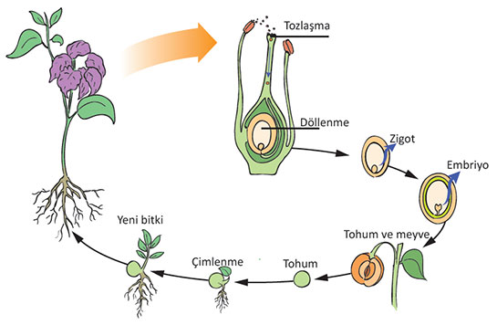 Bitkilerde Eşeyli Üreme Nasıl Olur?