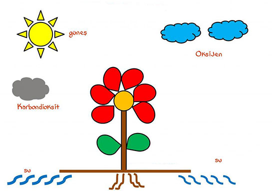 Bitkilerde Solunum Özellikleri ve Faydaları Nelerdir?