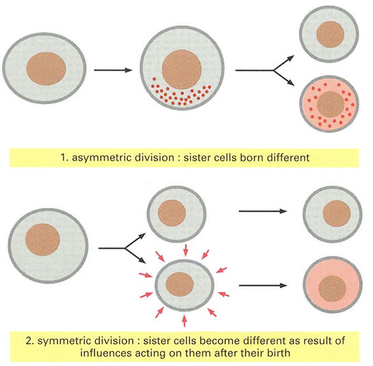 Blastomer Özellikleri ve Faydaları Nelerdir?