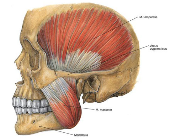 Çiğneme Kasları Özellikleri ve Faydaları Nelerdir?