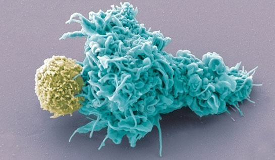 Dendritik Hücre Özellikleri ve Faydaları Nelerdir?