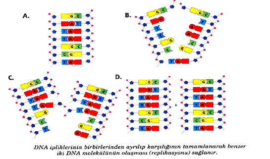 DNA Eşlenmesi Nasıl Gerçekleşir?