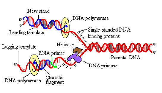 DNA Replikasyonu Evreleri ve Modelleri
