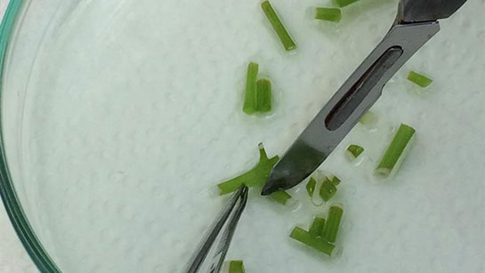 Doku Kültürü Özellikleri ve Faydaları Nelerdir?