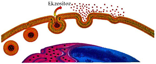 Ekzositoz Özellikleri ve Faydaları Nelerdir?