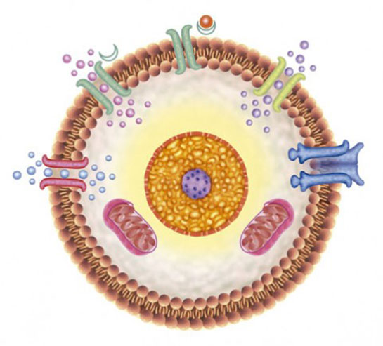 Elektroporasyon Özellikleri ve Faydaları Nelerdir?