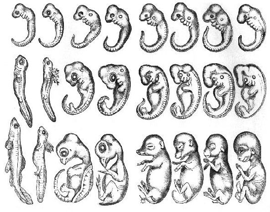 Embriyoloji Gelişim Evreleri