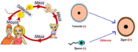 Eşeyli Üreme Nedir ve Nasıl Yapılır?