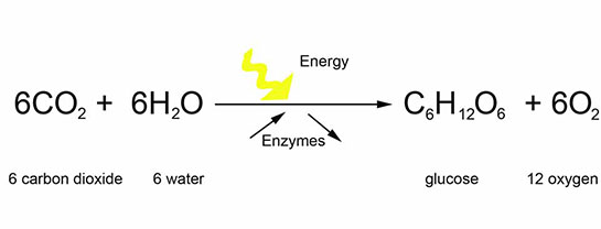 Fotosentez Denklemi Özellikleri ve Faydaları Nelerdir?