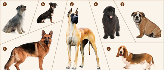 Genetik Varyasyon Özellikleri ve Faydaları Nelerdir?