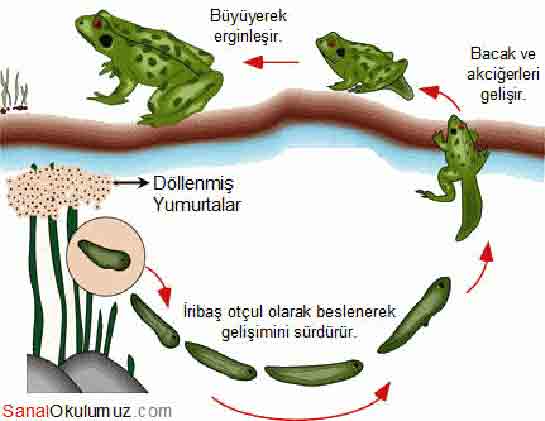 Hayvanlarda Üreme Büyüme ve Gelişme
