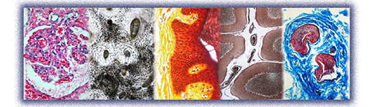 Histoloji Özellikleri ve Faydaları Nelerdir?