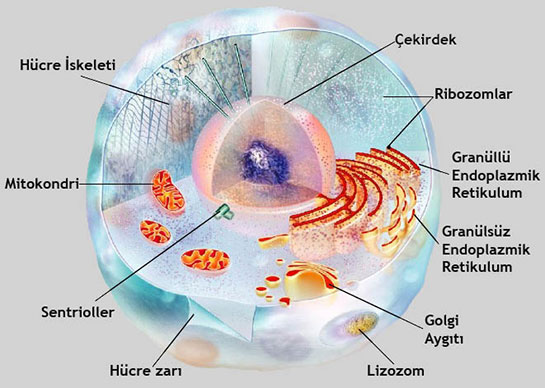 Hücre Türleri ve Özellikleri