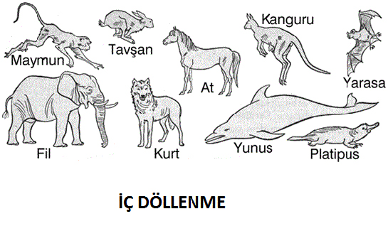 İç Döllenme Özellikleri ve Faydaları Nelerdir?