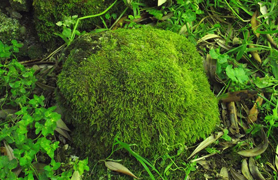 Kara Yosunları Türleri ve Özellikleri