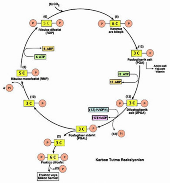 Kemosentez Özellikleri ve Faydaları Nelerdir?