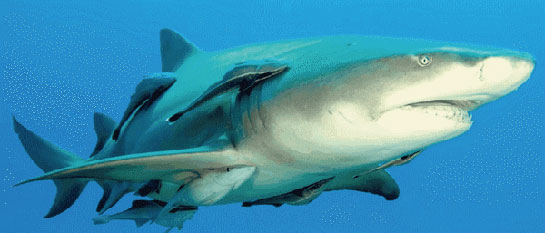 Kommensalizm Özellikleri ve Faydaları Nelerdir?