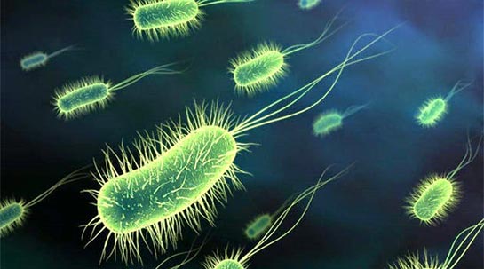 Mikrop Özellikleri ve Faydaları Nelerdir?