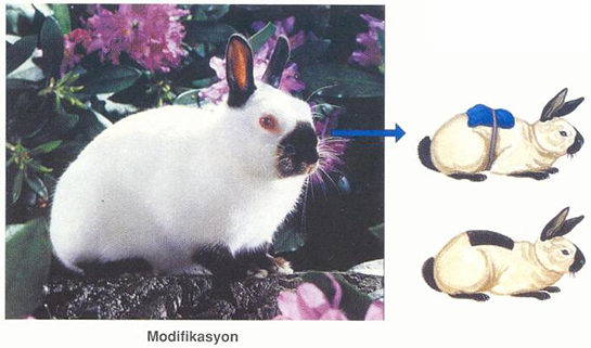 Modifikasyon Özellikleri ve Faydaları Nelerdir?