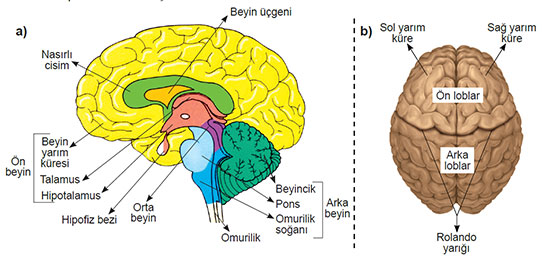 Ön Beyin Özellikleri ve Faydaları Nelerdir?