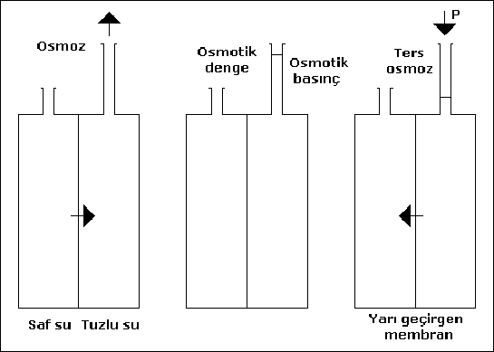 Osmotik Basınç Özellikleri ve Faydaları Nelerdir?