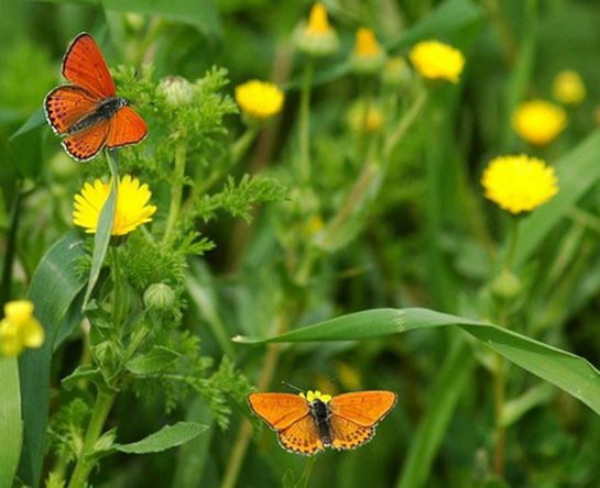 Ototrof Özellikleri ve Faydaları Nelerdir?
