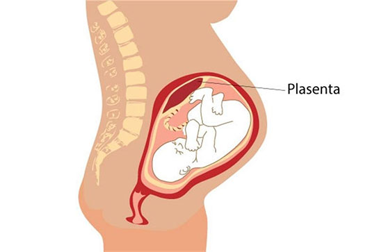 Plasenta Özellikleri ve Faydaları Nelerdir?