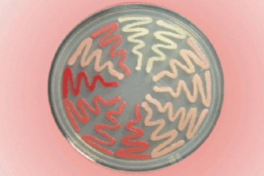 Prionlar Özellikleri ve Faydaları Nelerdir?