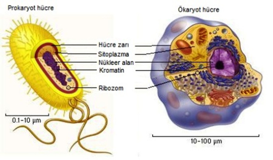 Prokaryot ve Ökaryot Hücre Özellikleri ve Faydaları Nelerdir?
