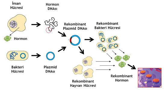 Rekombinant DNA Özellikleri ve Faydaları Nelerdir?