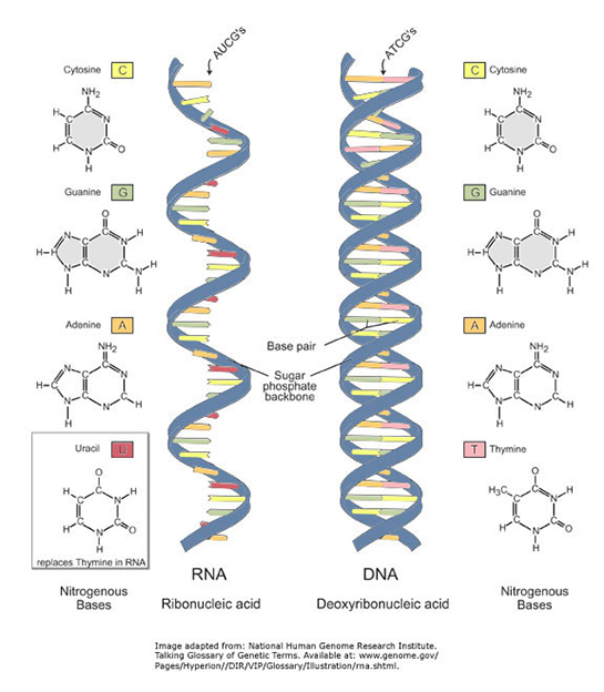 RNA Çeşitleri Nelerdir?