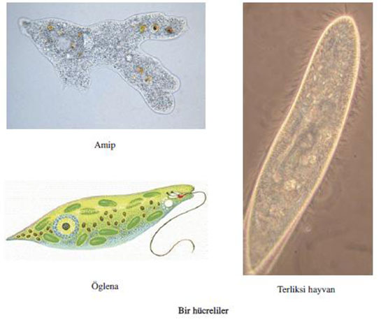 Tek Hücreli Canlılar Türleri ve Özellikleri