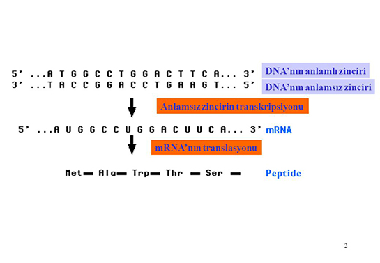 Translasyon Özellikleri ve Faydaları Nelerdir?